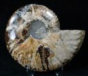 Crystal Filled Ammonite Fossil (Half) #16509-1